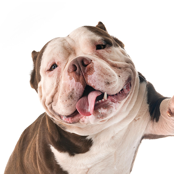 How To Adopt a Pocket Bully in Jacksonville