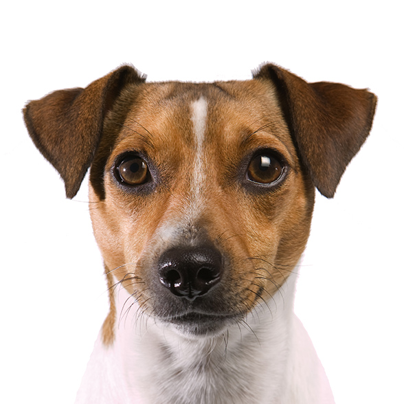 How To Adopt a Rat Terrier in Plano