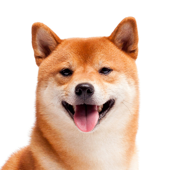 How To Adopt a Shiba Inu in Lubbock