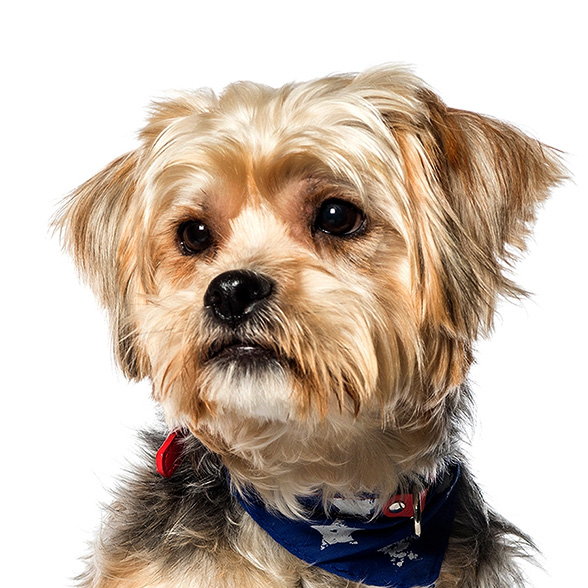 How To Adopt a Shorkie in Laredo