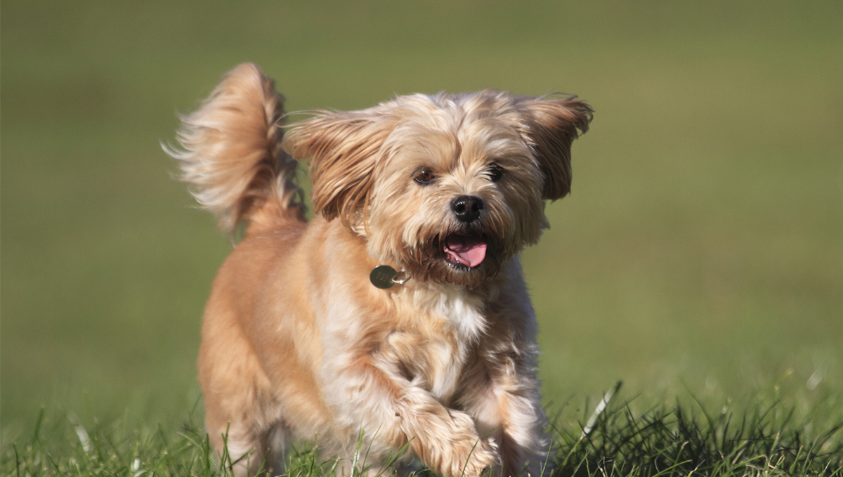 Shorkie Adoption Guide