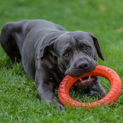 Cane Corso