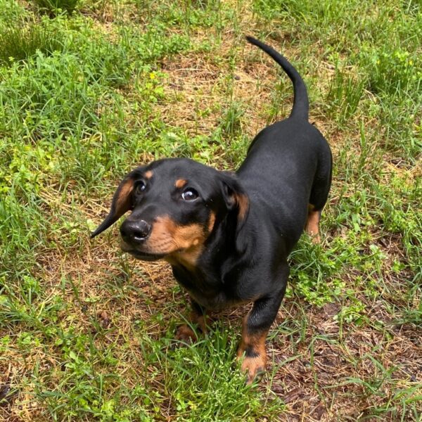 Slinky
