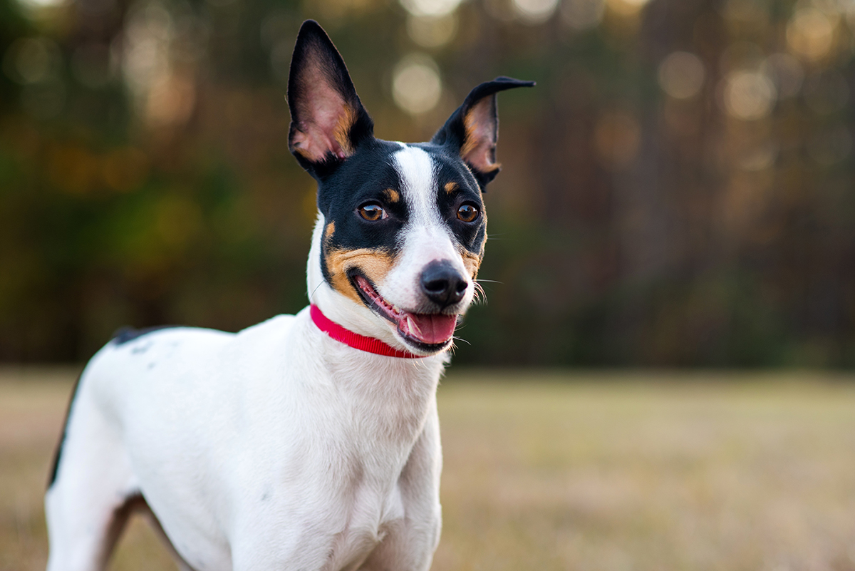 Rat Terrier Adoption Guide
