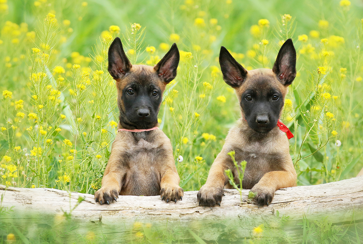 Belgian Malinois Adoption Guide