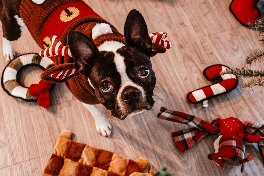 How to Adopt a Boston Terrier in California