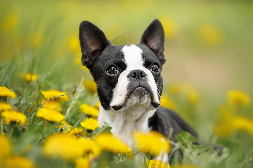 How to Adopt a Boston Terrier
