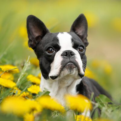 Boston Terrier