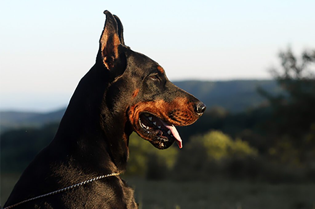 How to Adopt a Doberman in Pennsylvania