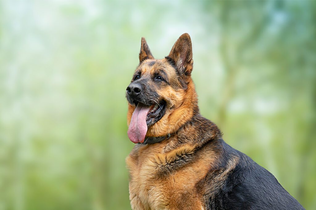 How to Adopt a German Shepherd in Texas