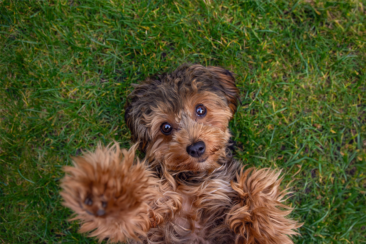 Cavapoo Adoption Guide