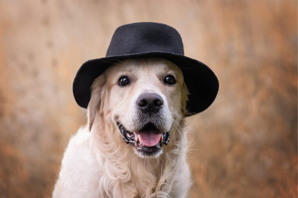 How to Adopt a Golden Retriever in Texas