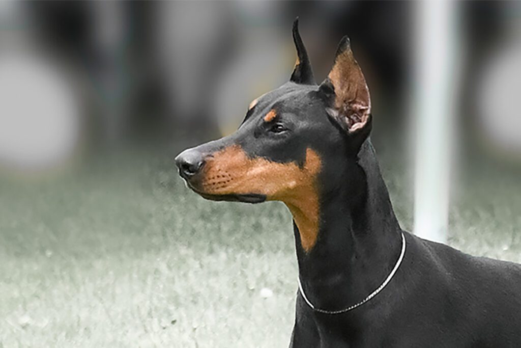 How to Adopt a Doberman in Florida