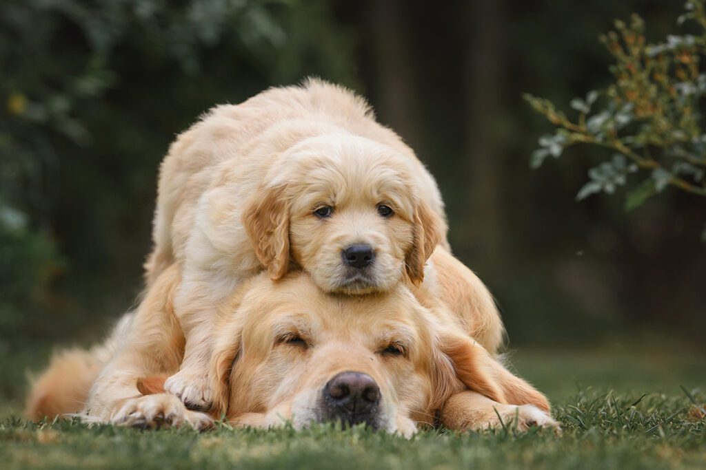 How to Adopt a Golden Retriever in New York