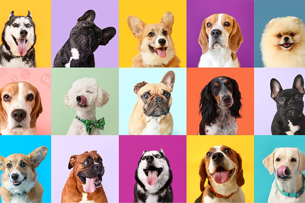 How to Adopt a Boston Terrier in Texas