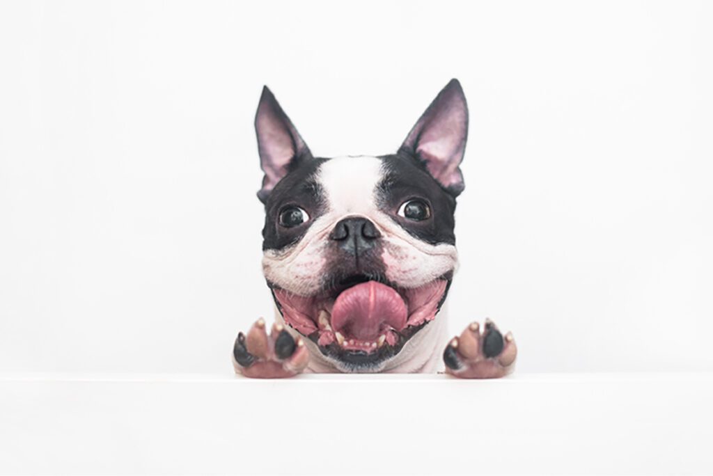 How to Adopt a Boston Terrier in Florida