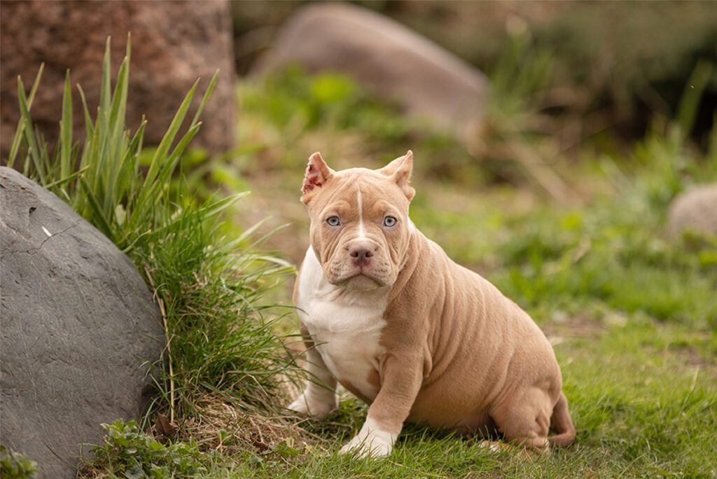 How to Adopt a Pocket Bully in Florida