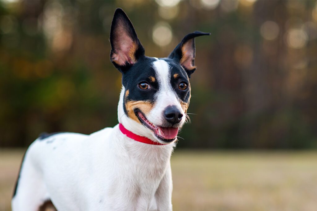 How to Adopt a Rat Terrier in Texas