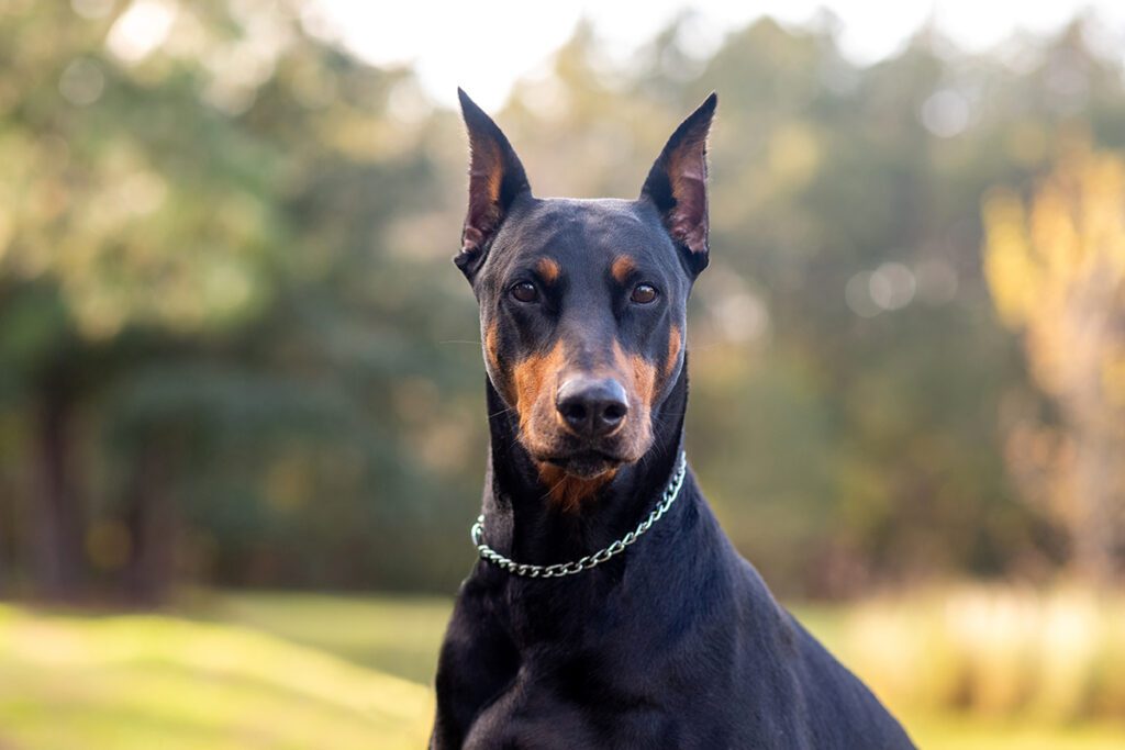 How to Adopt a Doberman in New York