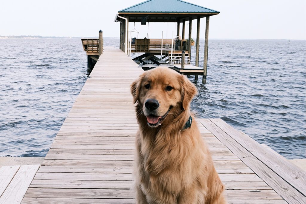 How to Adopt a Golden Retriever in Florida