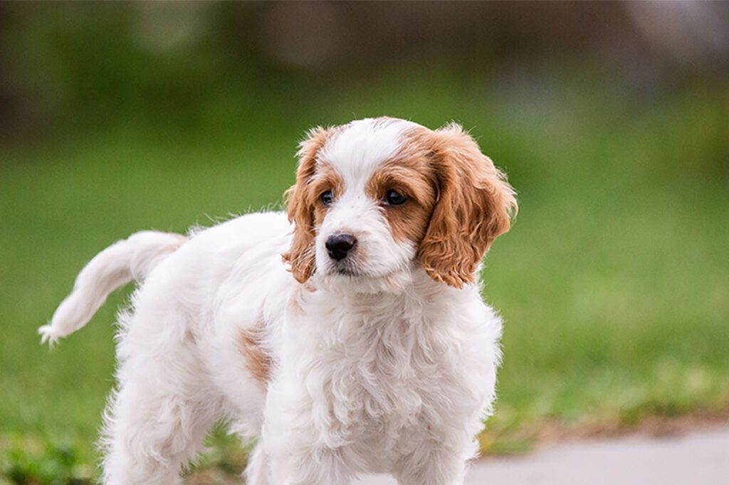 How to Adopt a Cavachon in Florida