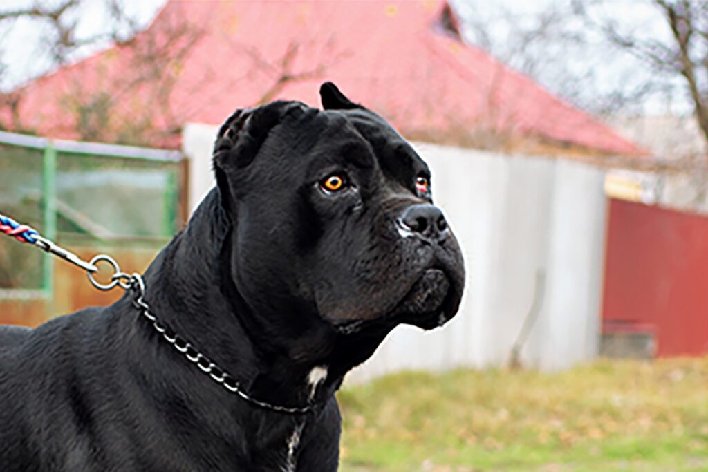 How to Adopt a Cane Corso in Texas