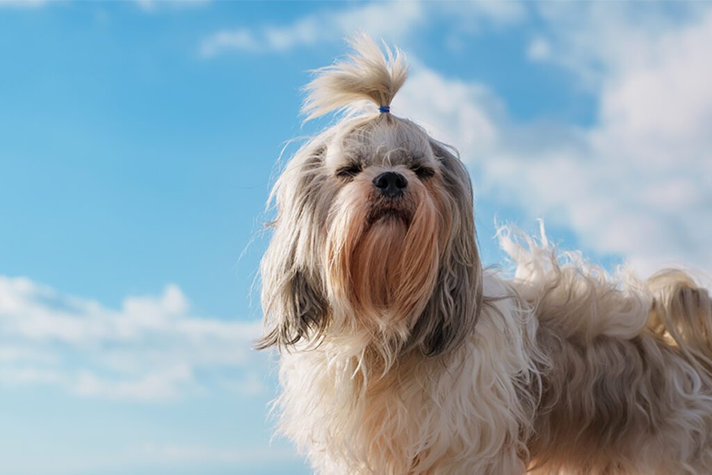 How to Adopt a Shih Tzu in Texas