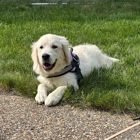 Bella