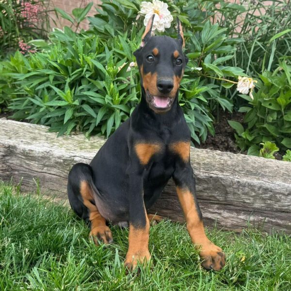 Bodhi