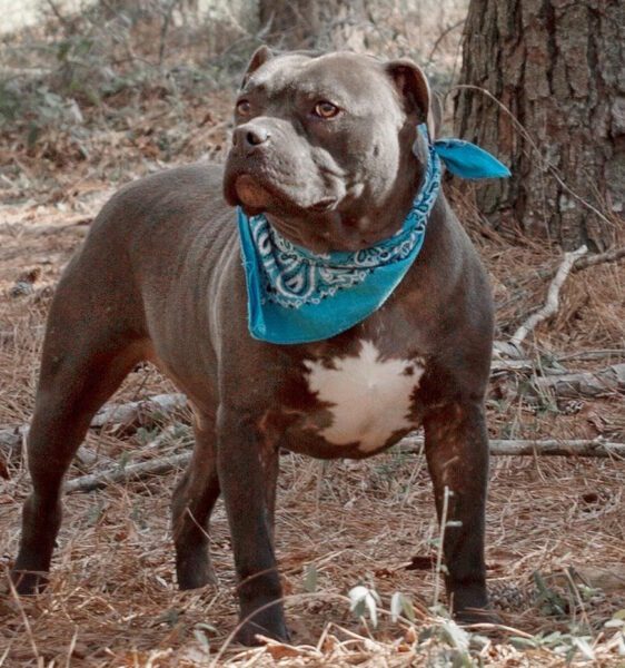 Bull