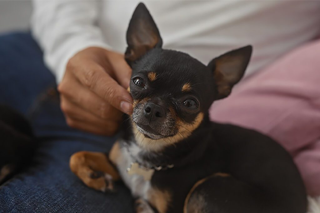 How to Adopt a Chihuahua in Texas