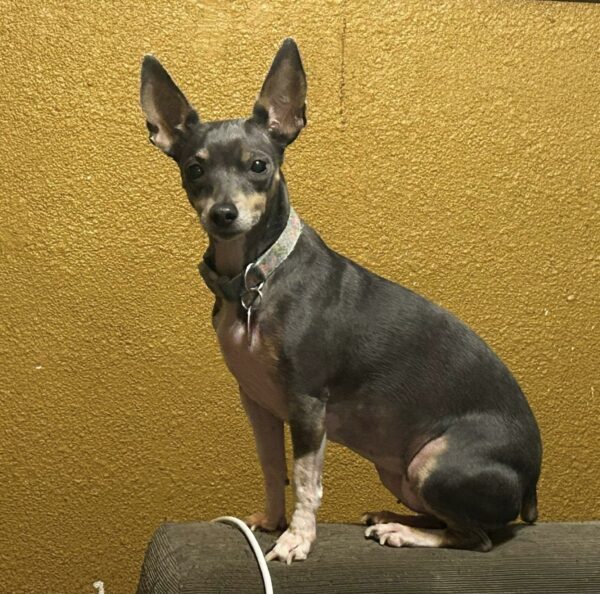 Dixie
