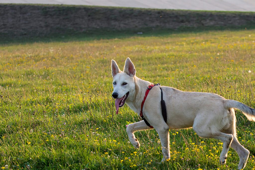 How to Adopt a German Shepherd Husky Mix in Florida