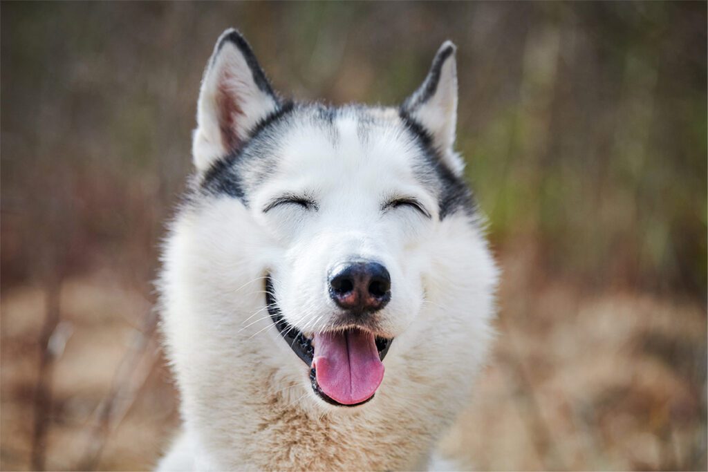 How to Adopt a Husky in Texas