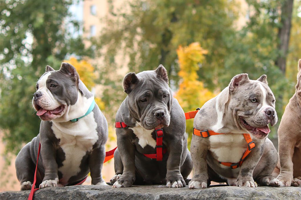 How to Adopt an American Bully in Texas