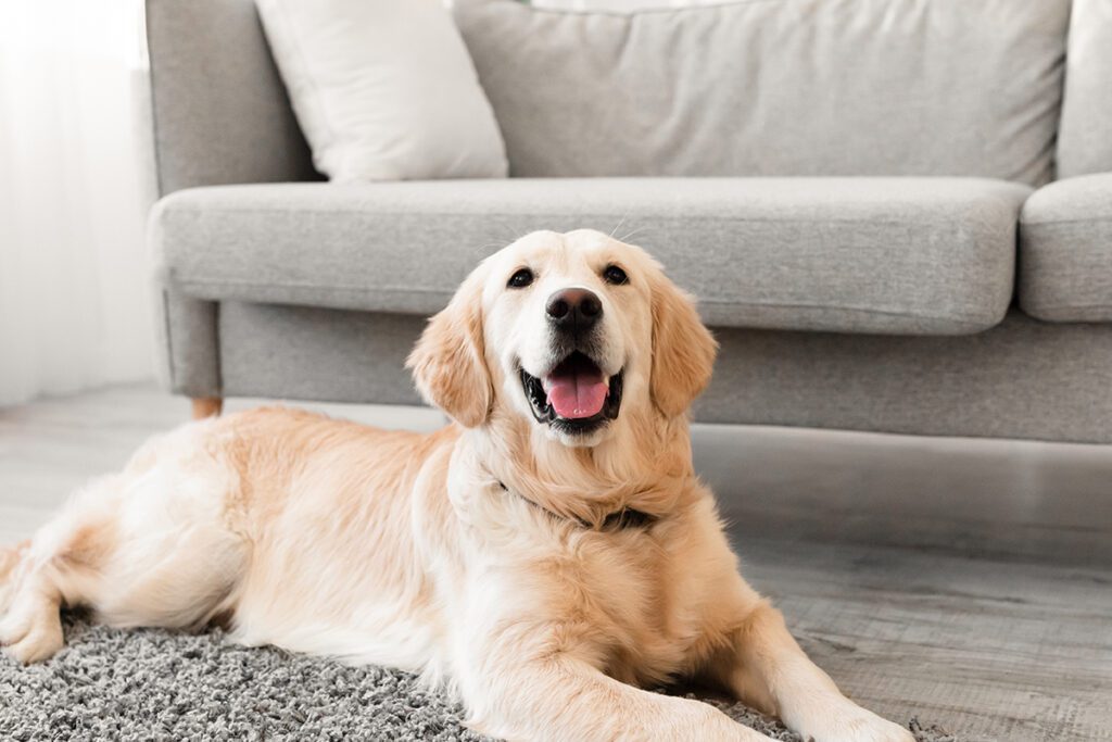 How to Adopt a Golden Retriever in Pennsylvania