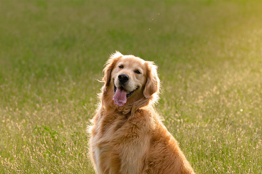 How to Adopt a Golden Retriever in California