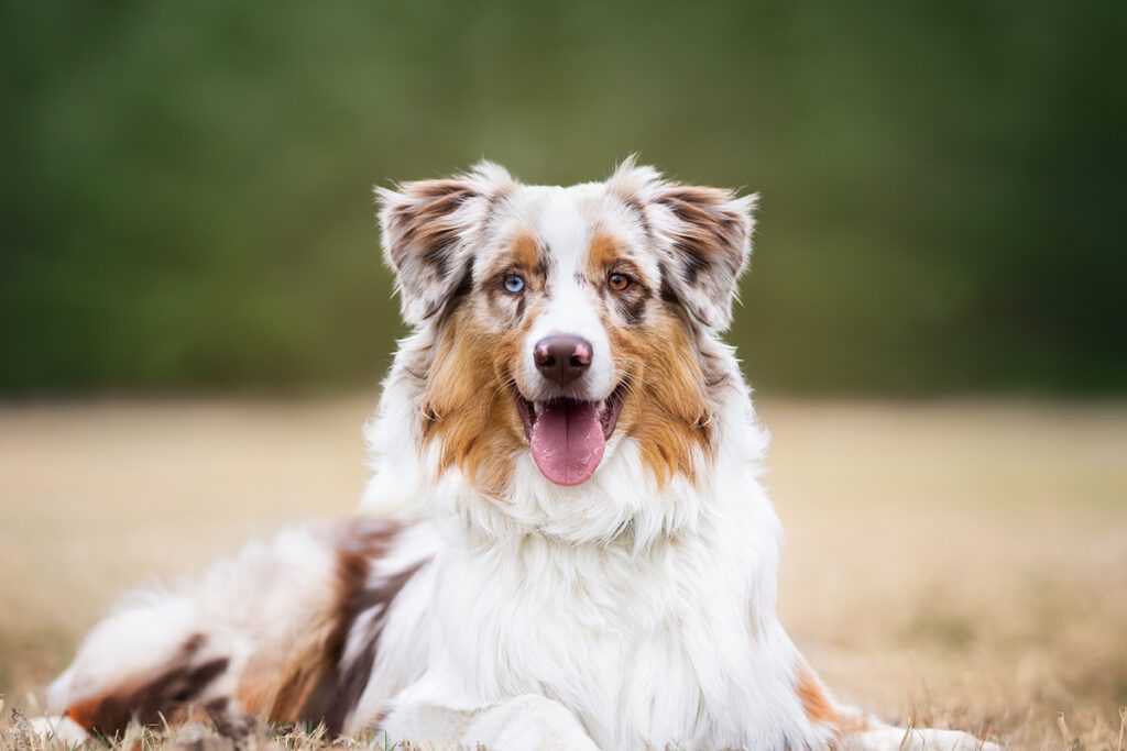 How to Adopt an Australian Shepherd in Texas
