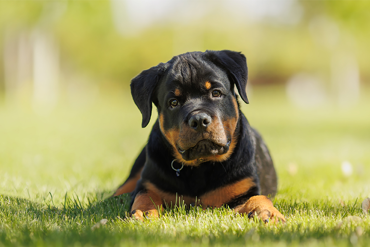 Rottweiler Adoption Guide
