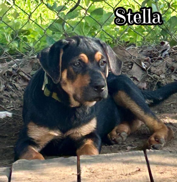 Stella