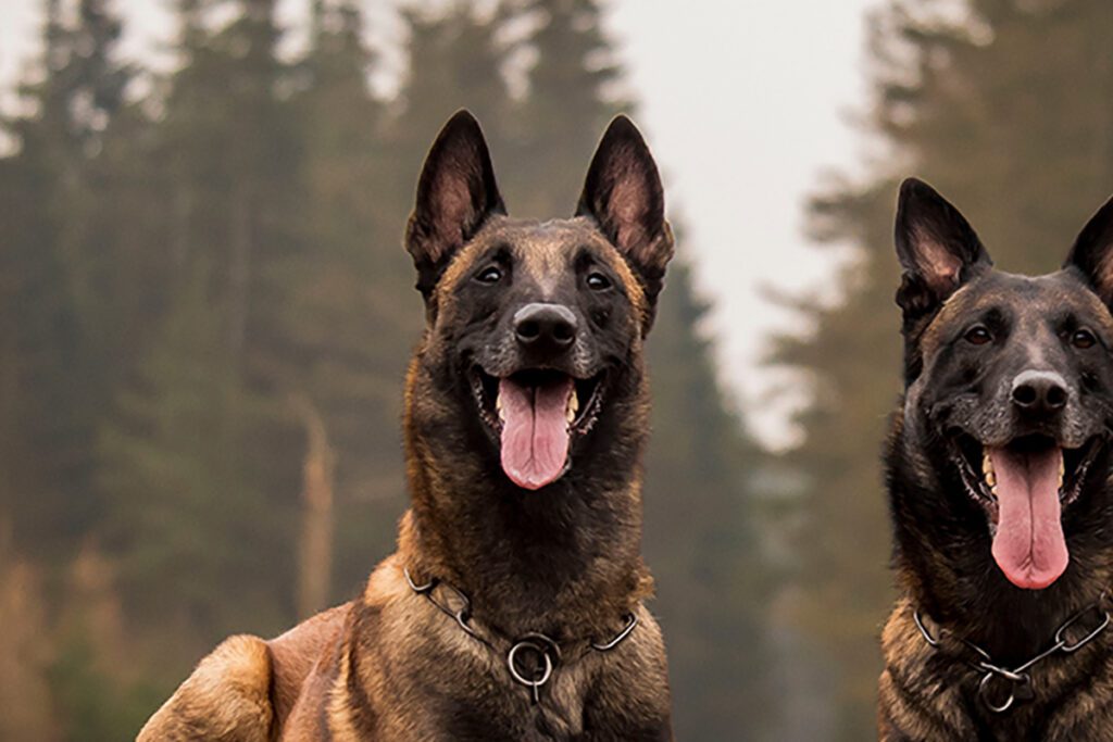 How to Adopt a Belgian Malinois in Texas
