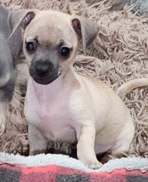 Zena