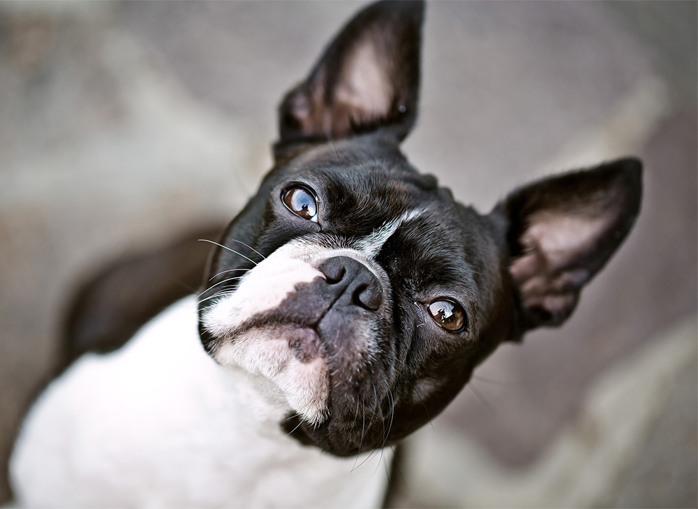 How to Adopt a Boston Terrier Pennsylvannia