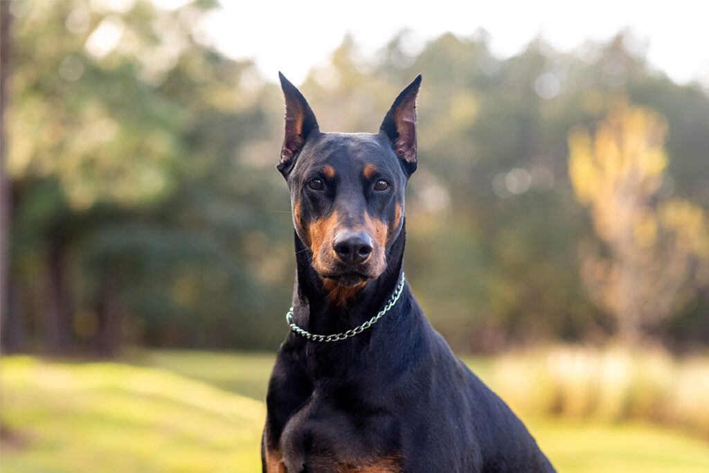 How to Adopt a Doberman in Texas