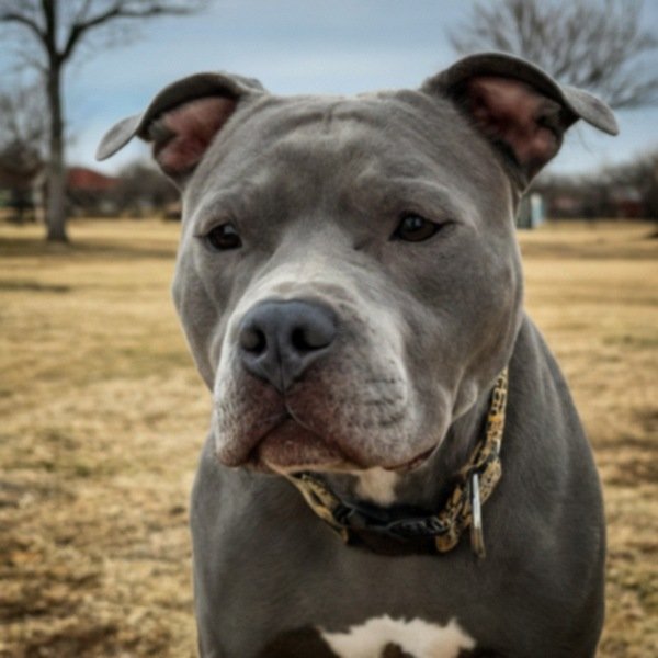 blue nose pitbull in Amarillo, texas
