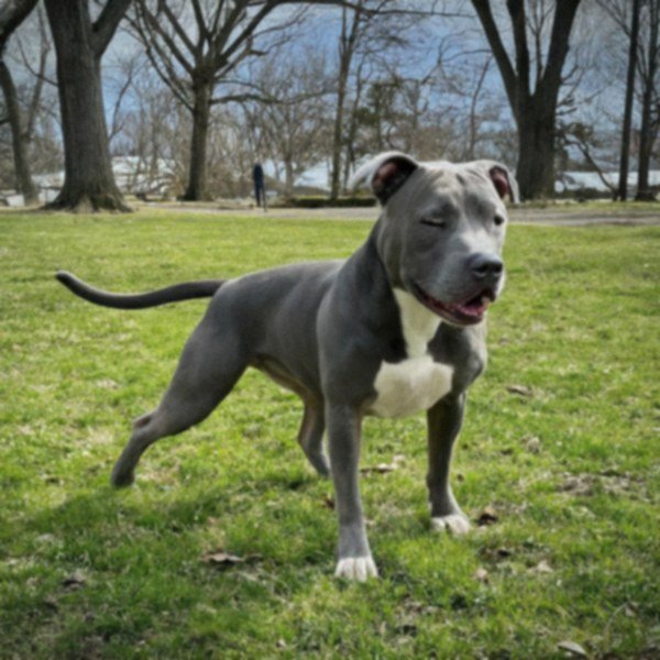 blue nose pitbull in Buffalo, new york