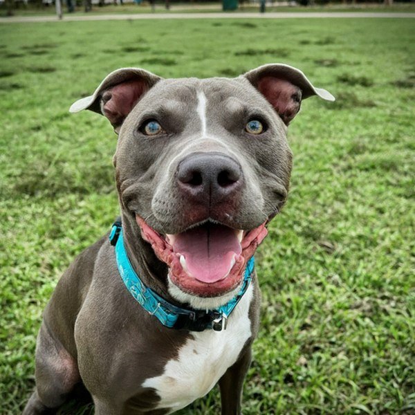 blue nose pitbull in Corpus Christi, texas