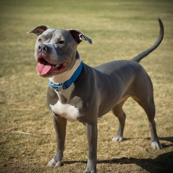 blue nose pitbull in El Paso, texas