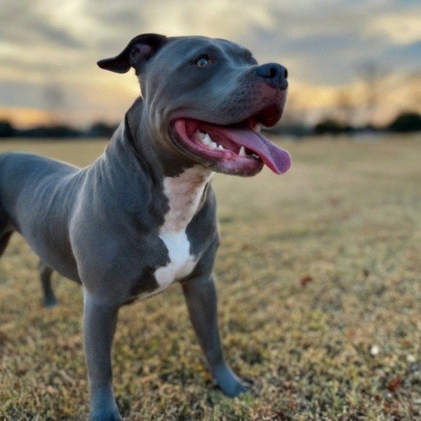 blue nose pitbull in Garland, texas