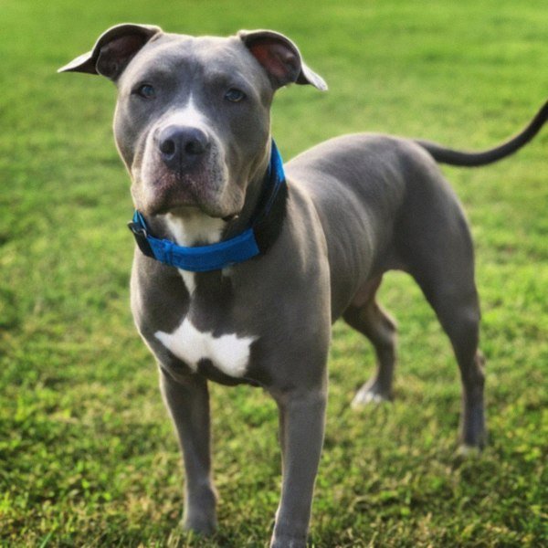 blue nose pitbull in Grand Prairie, texas